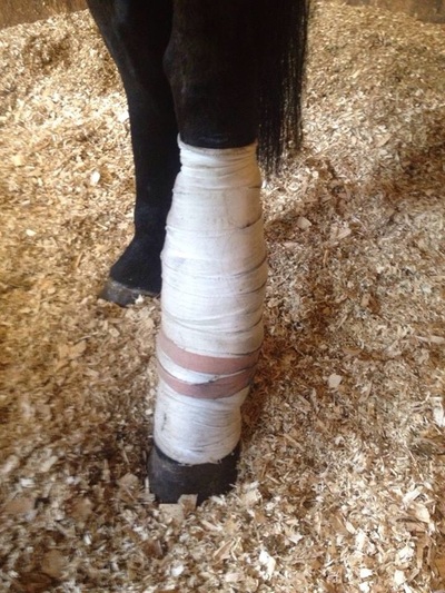 Equine Injuries - Fractured Splint Bone